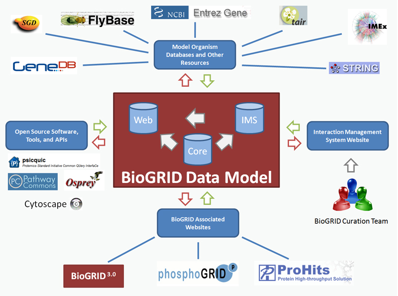 biogrid-data-model.jpg