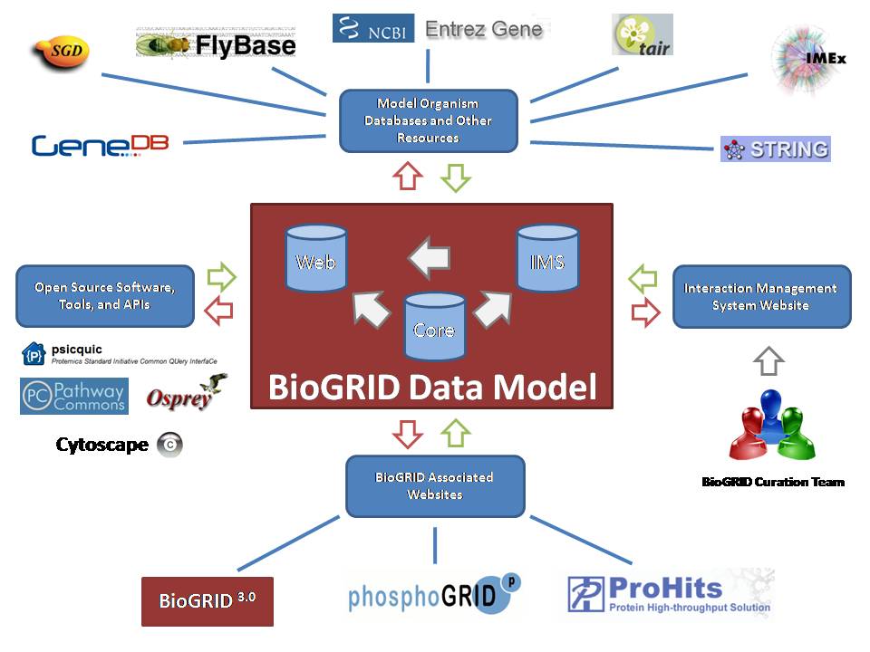 biogrid_data_model.jpg