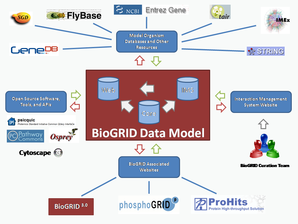 biogrid_data_model.png