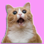 news.png